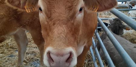 Fira de Sant Lluc en Olot.