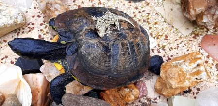 La tortuga y la salamanquesa.