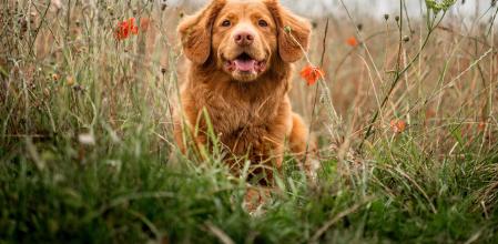 Si tu perro suele transitar por zonas de vegetación e interactúa con otros animales, conviene reforzar su protección frente a los parásitos.