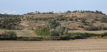 Reto visual: ¿Dónde está el aguilucho?