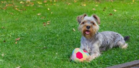¿A los perros les gusta más la comida o los juguetes?
