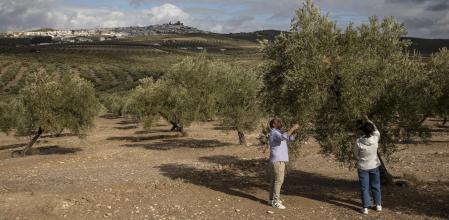 Mar de olivos enEspejo (Córdoba), con el núcleo urbano en el fondo. El olivar es la principal actividad económica en este municipio de una gran riqueza histórica