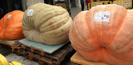 Las tres calabazas premiadas en la XII Fira de la Carbassa a Sant Joan de les Abadesses.
