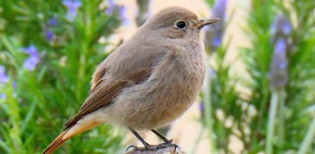 Mosquitero común en el huerto del monasterio de Pedralbes.
