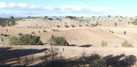 Reto visual: ¿Qué dos campos de entre estos siete no han sido sembrados?