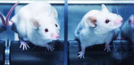 El nuevo estudio ha sido llevado a cabo con ratas de laboratorio bajo la dirección de expertos del Instituto Howard Hugges  .