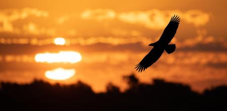 Un águila al atardecer