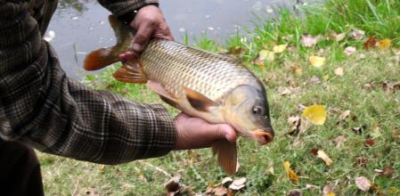 Un pez rescatado del Ter.