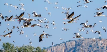 Cigüeñas en el Empordà.