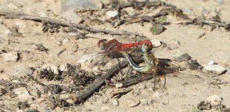 Libélulas copulando.