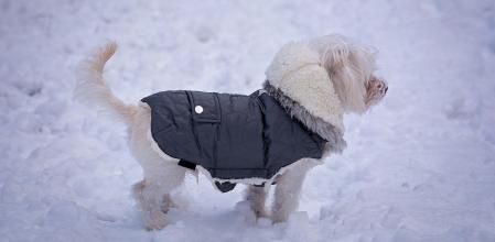 En algunos casos es muy positivo abrigar a los perros.