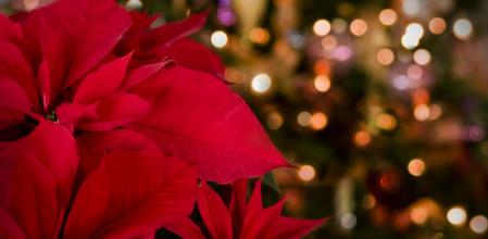 La flor de Pascua, la estrella de Navidad que florece a finales de diciembre