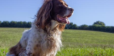 Dexter es un spaniel bretón que camina sobre las dos patas traseras a consecuencia de un accidente.