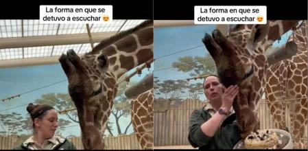 Una jirafa celebra su cumpleaños con los cuidadores cantándole