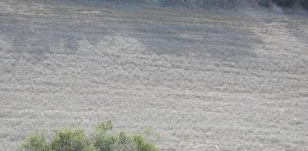 Conejos en el pueblo de Conill.