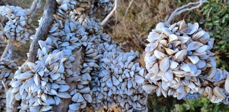 Moluscos en la Baells.