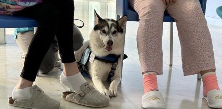 Uno de los perros que participan en la terapia asistida para adolescentes