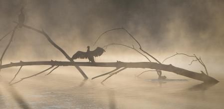 Humo ártico en el Ter.