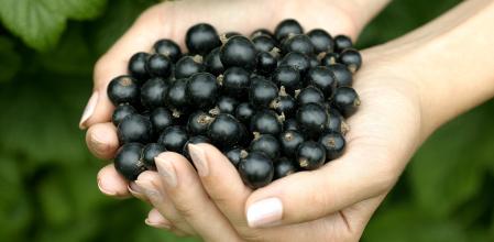 Las grosellas son ideales para consumir en fresco, postres o infusiones.