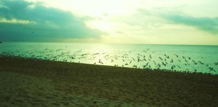 Mar de gaviotas en Lloret.