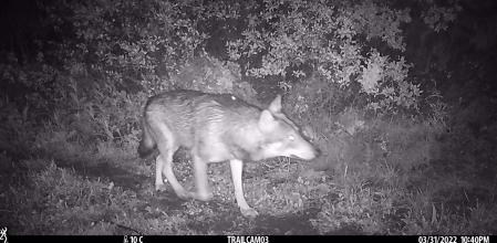 La imagen fue captada por una cámara automática a las 20:40 h. del 31 de marzo de 2022 en una zona boscosa de Santa Coloma de Gramenet, en el parque de la Serralada de Marina  .