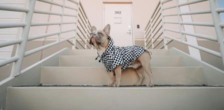 Hay que preparar al animal para protegerlo de la lluvia.