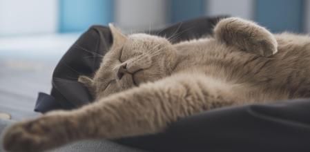 Para establecer si un gato tiene un exceso de grasa corporal, resulta más fiable valorar su condición corporal que conocer su peso.