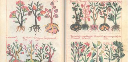 El 'Códice de la Cruz Badiano'.