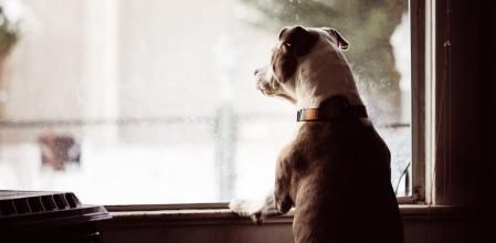 Dogs Looking out a Nose Stained Window Barking as People Pass By