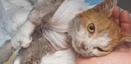 El duro final de Leone, el gato torturado en Angri que no ha podido sobrevivir a sus heridas
