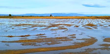Arrozal del Delta del Ebro.