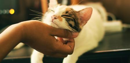 Los premios son positivos para los gatos.