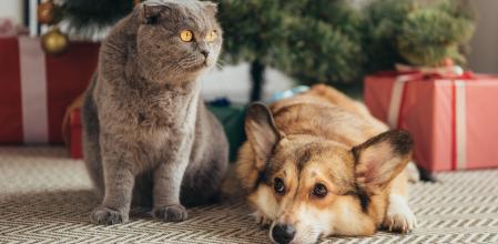 Branded Affinity regalos perros gatos