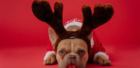 Puedes aprovechar la ocasión para renovar su mordedor o rascador.