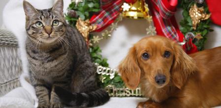 Branded Perro gato Navidad 2023 ok