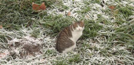 El Ges a su paso por Torelló.