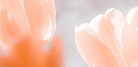 Un ramo de tulipanes en tono melocotón quedarán perfectos para adoptar el color de moda.