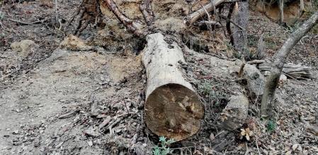 Huellas de la sequía en Collserola.