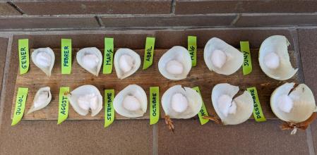 Calendario meteorológico de la cebolla.