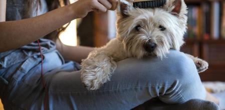 La raza terrier escocés tiene predisposición genética a cáncer de vejiga por lo que es más importante reducir otros factores de riesgo, como el humo del tabaco  .