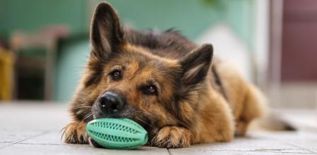 Un perro descansando con su juguete.