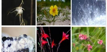 Tres de las diez especies seleccionadas por el RGB Kew como las más destacadas en la lista de nuevas plantas y hongos  .