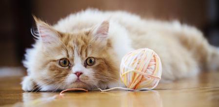 Un gato con tu ovillo de lana.