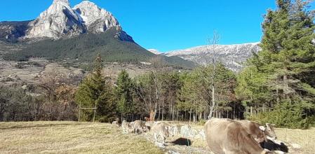 Las vacas regresan de pastar, con el Pedraforca al fondo.