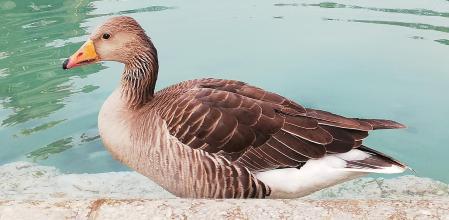 El baño de la oca ajena a la sequía en el parque de la Ciutadella.