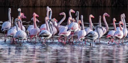 Reunión de flamencos jóvenes y adultos en los Aiguamolls del Empordà.