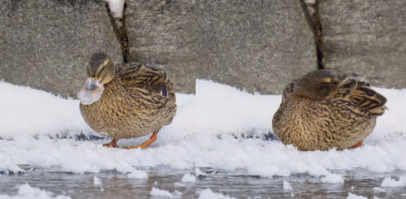 Las imágenes del pato son espectaculares