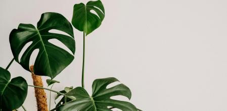 La Monstera deliciosa tiene cuidados muy sencillos.