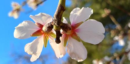 Los almendros en flor de Ullastrell.