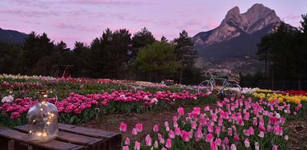 Puesta de sol de los tulipanes con el Pedraforca al fondo.